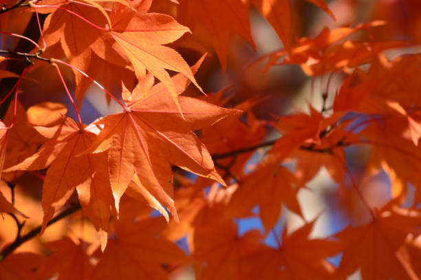 istock Maple leaves that change to  red leaves with blue sky on the background. 970933194