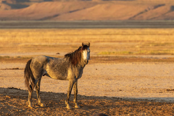 istock Majestic Wild Horse Stallion 970933214