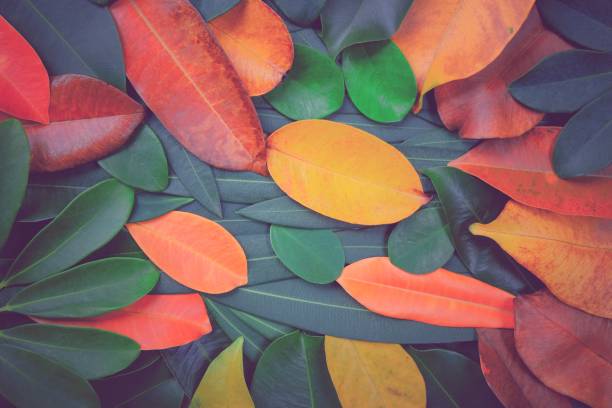 istock colorful leaves for background and texture. 970933260