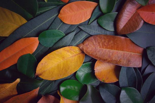 istock Creative beautiful colorful leafs in autumn for background and backdrop. 970933318