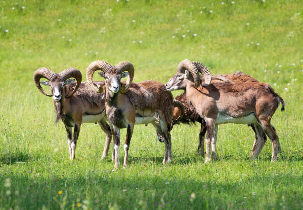 mufflon、mouflon、ovis gmelini musimon - 最後の冬の毛皮 - winter agriculture ranch field ストックフォトと画像