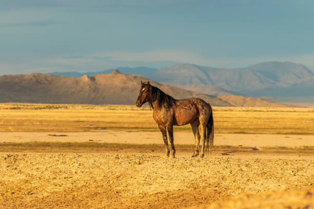istock Majestic Wild Horse Stallion 970933876