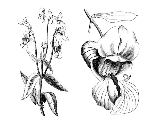 botanik pflanzen antik gravur abbildung: impatiens glandulifera - indisches springkraut stock-grafiken, -clipart, -cartoons und -symbole