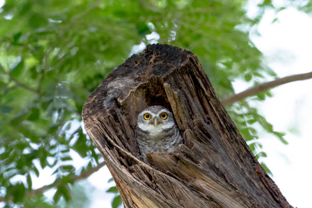 istock spotted owl in Thailand 970937988