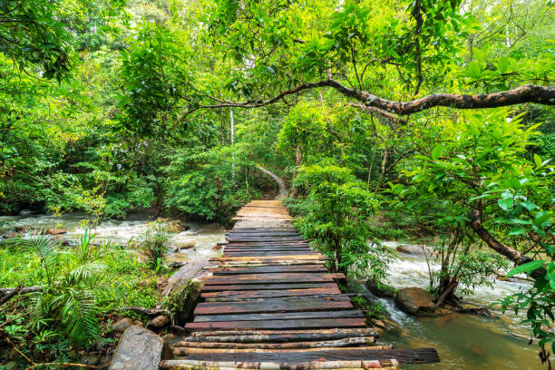 istock Wooden bridge over the waterfall 970940842