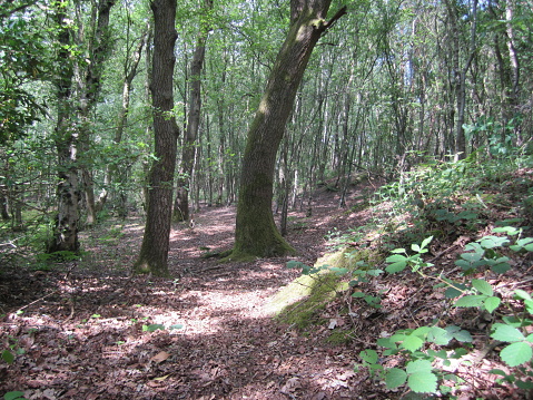 Sun-dappled woodland, trees and leafy path. Norfolk, UK.