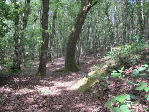 istock Sun-dappled woodland, trees and leafy path 970941308