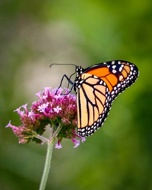 istock Monarch Butterfly on Pink Flower 970941310
