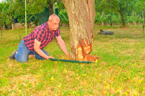 istock Male farmer sawing old tree. Middle aged man cutting fruit tree down. Mature man, gardener in summer 970942126