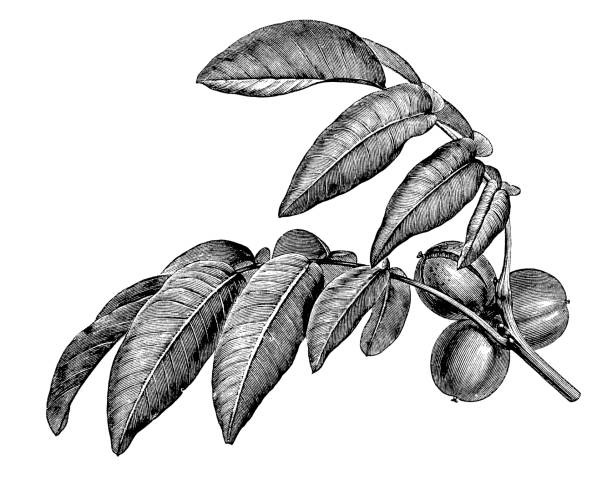 ilustrações, clipart, desenhos animados e ícones de plantas de botânica antiga ilustração de gravura: juglans regia, noz persa, inglês noz - english walnut