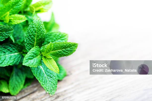 Fresh Mint Leaf Lemon Balm Herb On Wooden Background With Copyspace Close Upn Stock Photo - Download Image Now