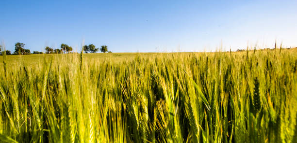 istock beauty in nature 970954344