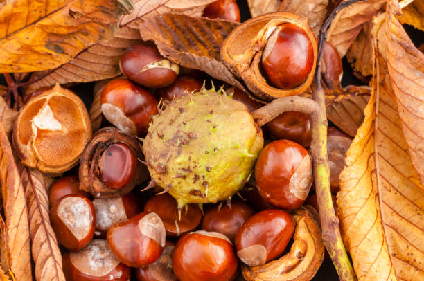 istock Horse Chestnuts on fallen leaves. 970957350