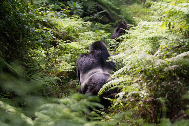 gorilles de montagne au parc national du mont mgahinga (ouganda), partie 2 - gorilla safari animals wildlife photography photos et images de collection