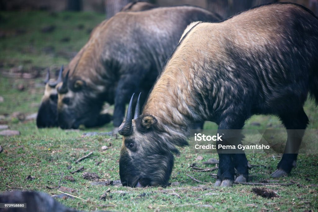 Bhutan Takin National Animal Of Bhutan Stock Photo - Download Image Now - Animal, Animal Wildlife, Animals In The Wild - iStock Bhutan Takin National Animal Of Bhutan Stock Photo - Download Image Now - Animal, Animal Wildlife, Animals In The Wild - iStock