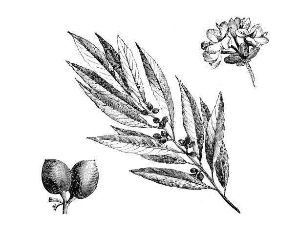 식물학 식물 골동품 조각 그림: laurus nobilis, 베이 로렐, 달콤한 베이 베이 - magnolia fruit sweet magnolia evergreen tree stock illustrations