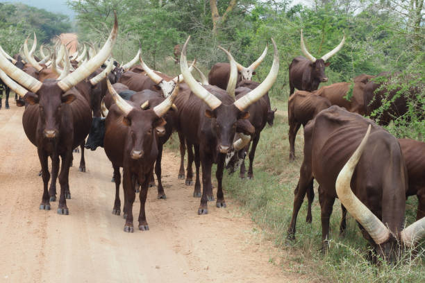 istock Ankole - Watusi cows, Uganda 970974116