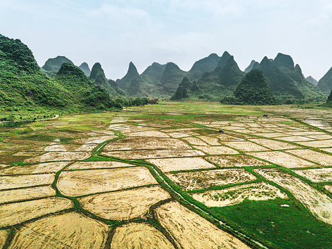 Rice fields scenery, Guilin, China