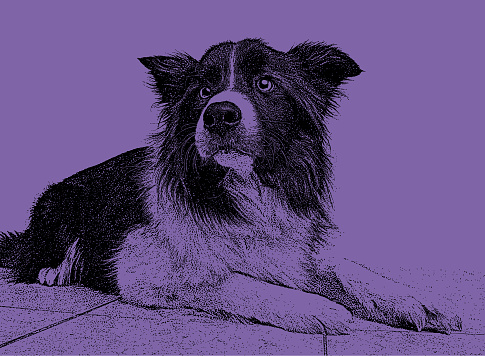 Anjing Border Collie Berharap Untuk Diadopsi Ilustrasi Stok Unduh Anjing Border Collie Berharap Untuk Diadopsi Ilustrasi Stok Unduh