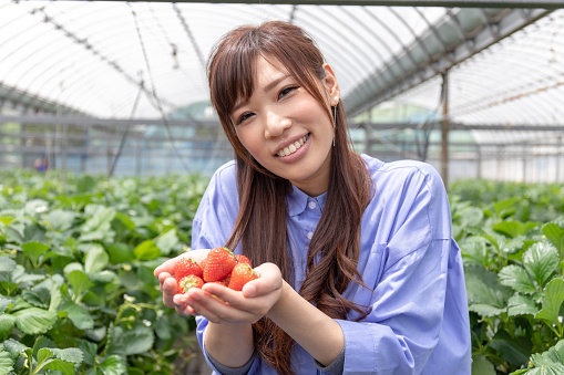 Strawberry Picking image