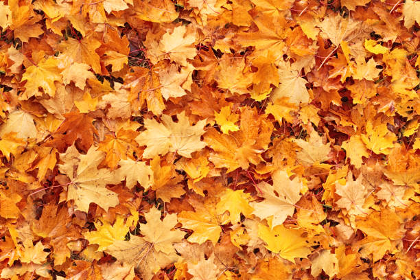 istock Seamless autumn leaves background 970988202
