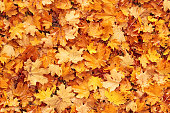 Seamless autumn leaves background