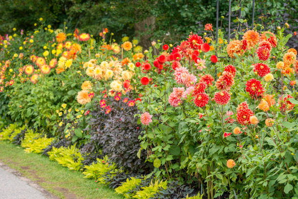 Multicolored Dahlia flowerbeds.