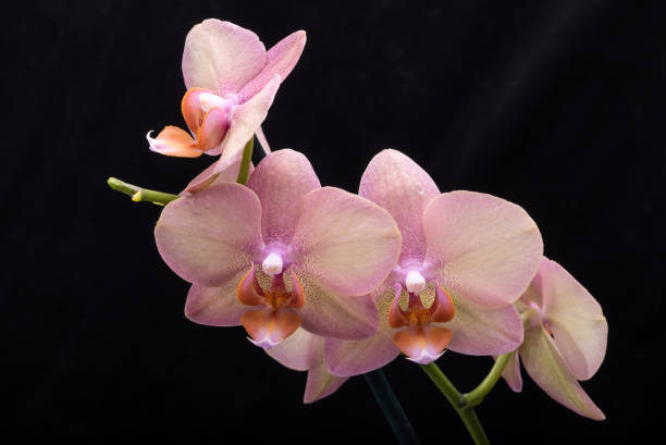 istock Pastel orchid flower isolated on black background 970991182
