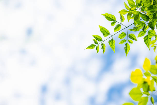 istock Nature view of green leaf on sky 970992400