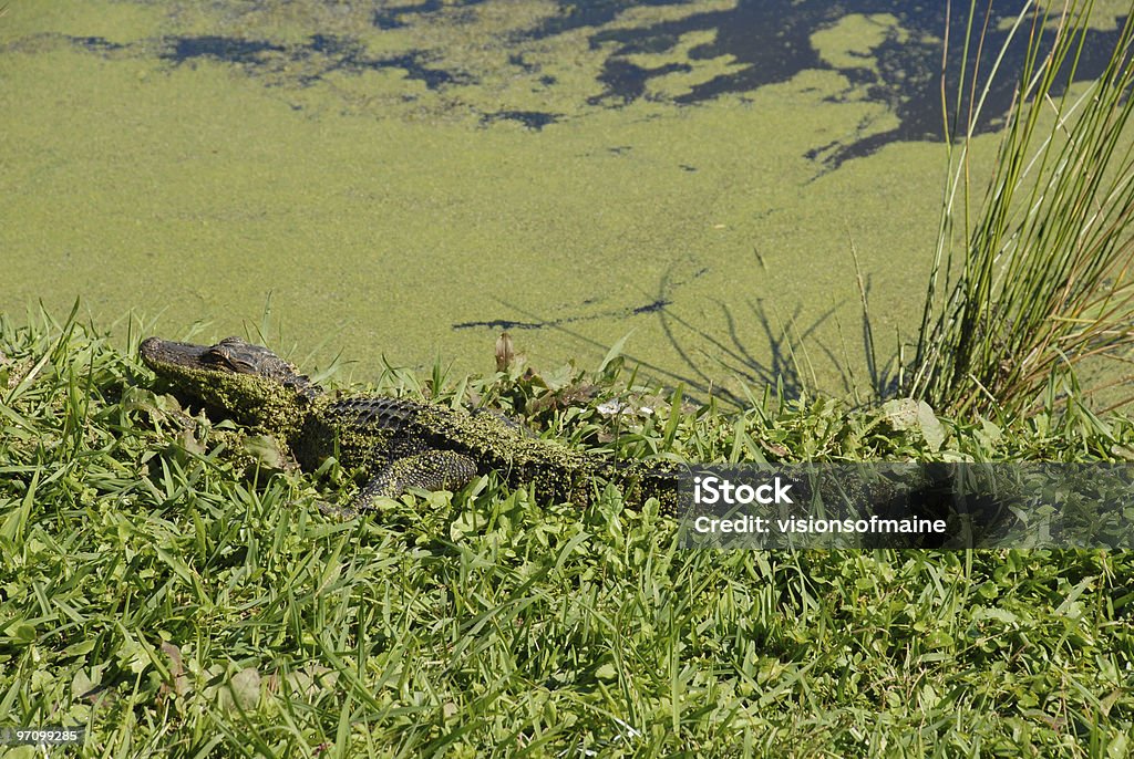 젊은 악어 sunbathes 따라 사우스캐롤라이 강 - 로열티 프리 0명 스톡 사진