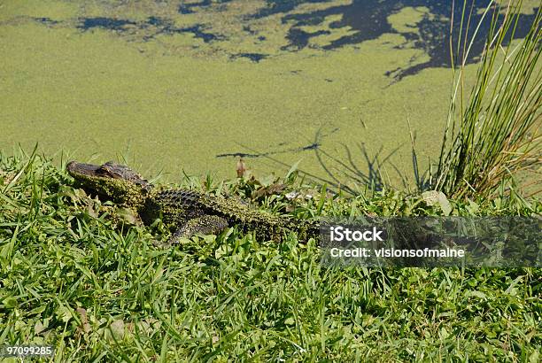 젊은 악어 Sunbathes 따라 사우스캐롤라이 강 0명에 대한 스톡 사진 및 기타 이미지 - 0명, 동물, 동물 테마