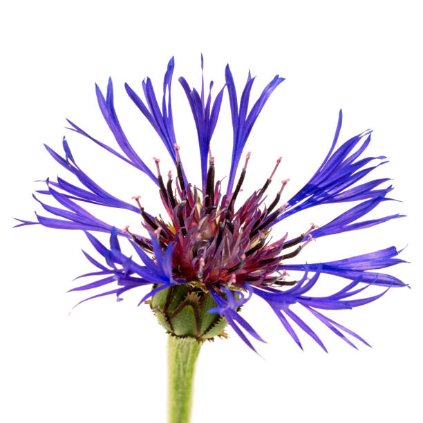 istock one flower cornflower isolated on white background 970995216