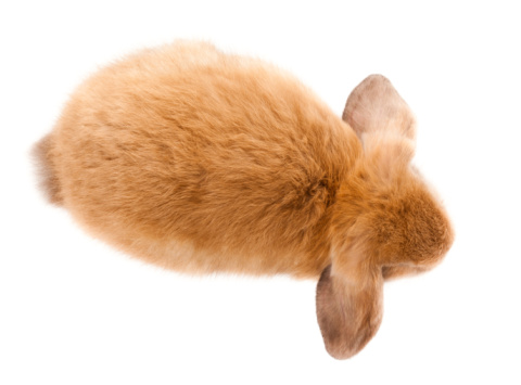 Year of the rabbit golden 3D rabbit render design.