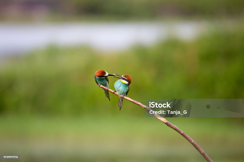 European Bee-eater courtship (Merops apiaster) - male with insect for female European Bee-eater courtship (Merops apiaster) - male with insect for female, Isola della Cona, Monfalcone, Italy, Europe Aggression Stock Photo