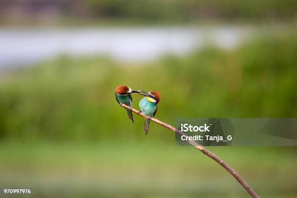 European Beeeater Courtship Male With Insect For Female Stock Photo - Download Image Now