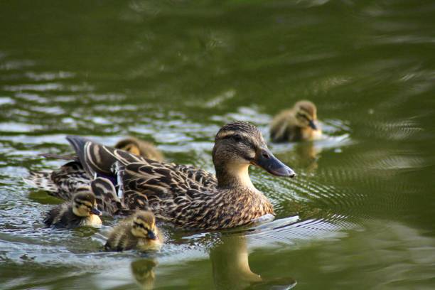 istock Mother Duck and Ducklings 970998386