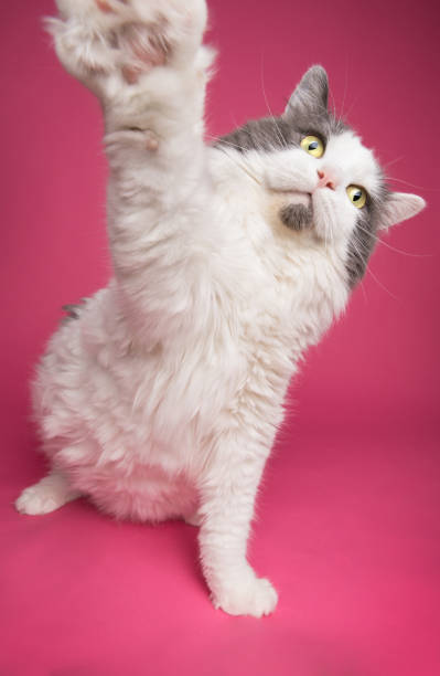 istock No Photos Please Kitty Cat 971002262