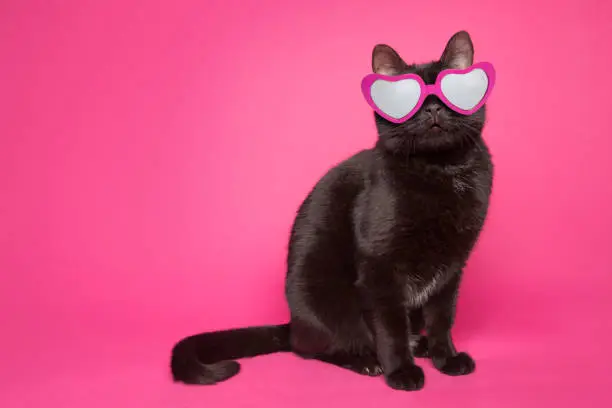 Photo of Black Cat Wearing Heart Glasses on Pink Background