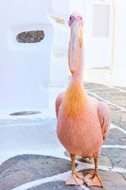 istock Pelican Petros in Mykonos 971008660