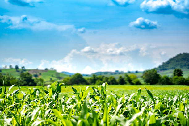 corn or maize in cornfield farm on mountain and blue sky background