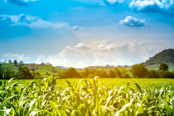 istock corn or maize in cornfield farm on mountain and blue sky background 971009068