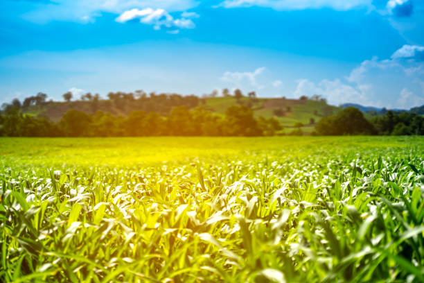 istock corn or maize in cornfield farm on mountain and blue sky background 971009168