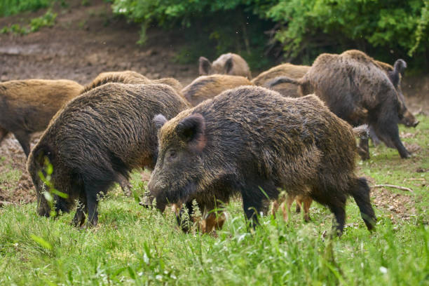 Wild hogs rooting for food stock photo