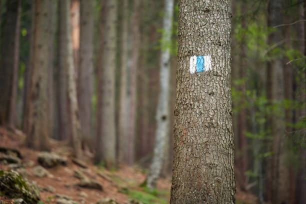 istock Hiking trail into the mountains 971011950