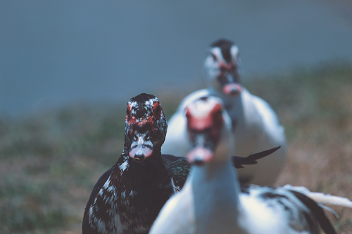 Pato Picture Pato Pictures | Download Free Images & Stock Photos on Unsplash