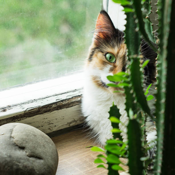 istock Cat on the windowsill behind a cactus 971025750