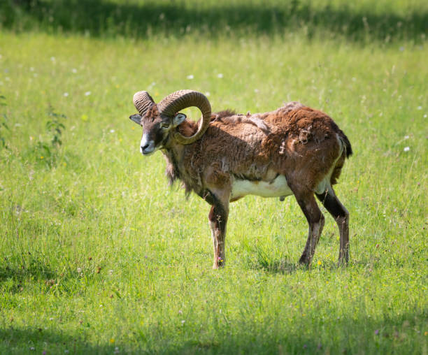 istock Mufflon, Mouflon, Ovis Gmelini Musimon - Winter Fur 971026120