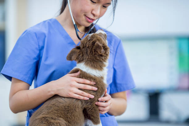 istock A dog is looking at the vet 971026148