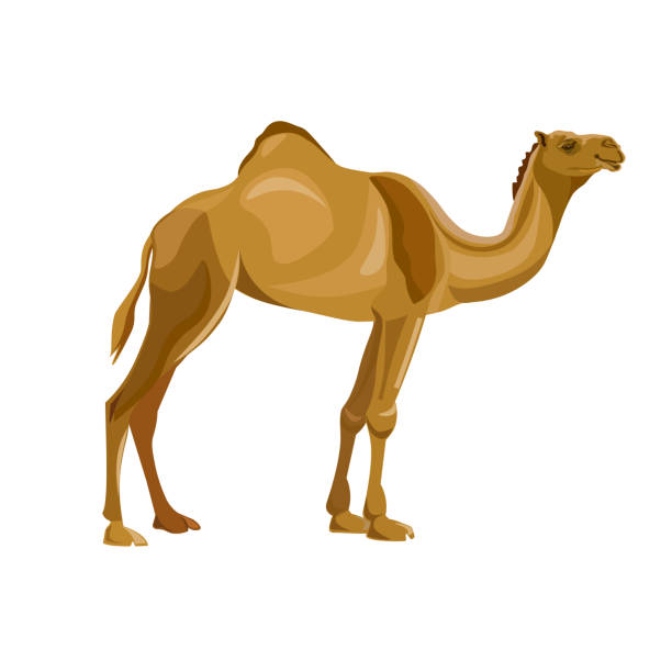 Camel Emoji Animal Desert Humps Tshirt Camel Emoji Animal Desert Humps Tshirt