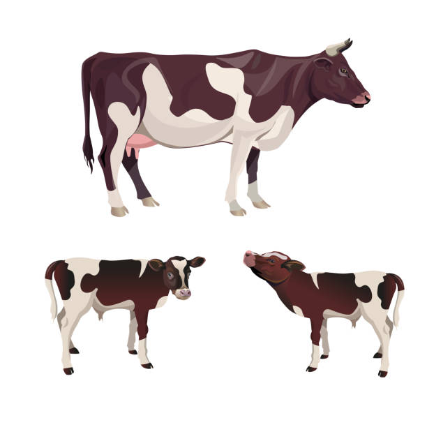 illustrazioni stock, clip art, cartoni animati e icone di tendenza di mucca con vitelli - bestiame bovino di friesian